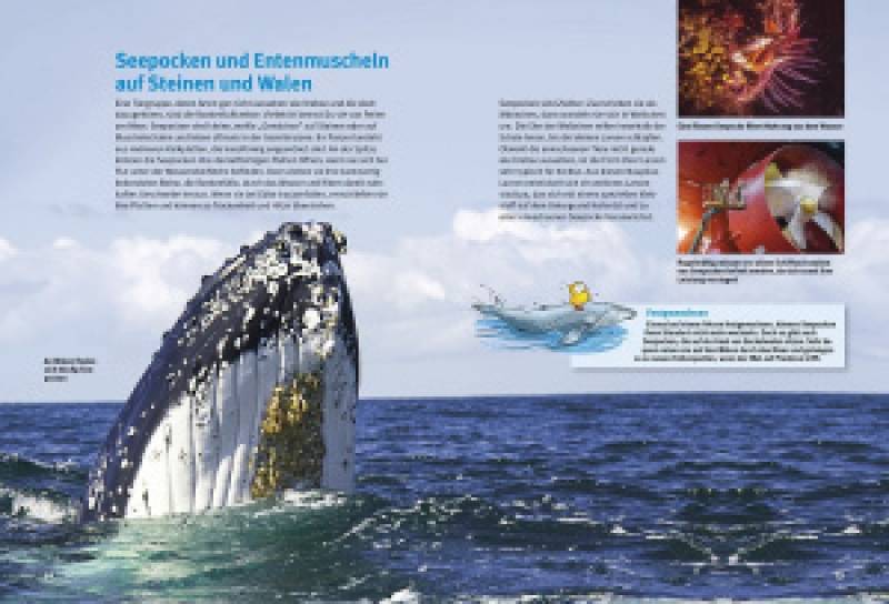 Preview: Entdecke die Krebse